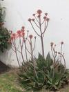 Aloe maculata (Soap Aloe)