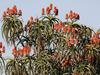 Aloidendron barberae (Tree Aloe)