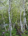 Betula populifolia 'Whitespire’ (Gray Birch)