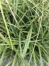 Carex tumulicola (Foothill Sedge)