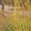 Cornus sericea 'Flaviramea' (Golden-Twig Dogwood)
