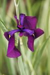 Iris ensata 'Variegata’ (Variegated Japanese Water Iris)