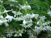 Styrax japonicus (Japanese Snowbell)