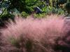 Muhlenbergia capillaris (Muhly Grass)