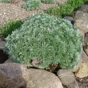 Artemisia 'Silver Mound' (Wormwood)