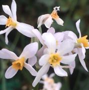 Tulbaghia natalensis (Sweet Wild Garlic)